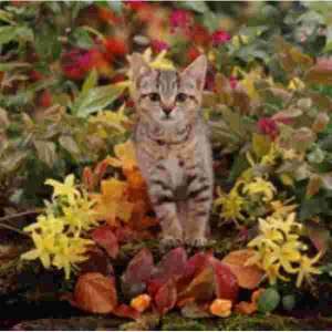 Tabby Poes  met bloemen Muismat