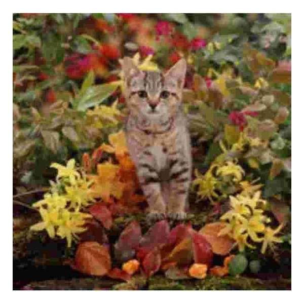Tabby Poes  met bloemen Muismat
