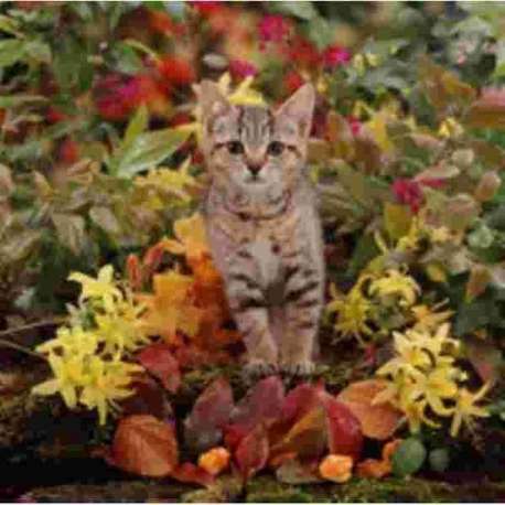 Tabby Poes  met bloemen Muismat