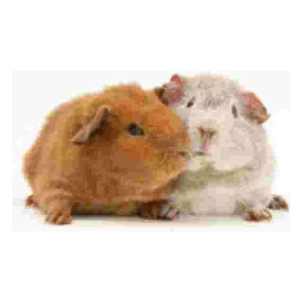 2 Guinese Biggetjes  Muismat