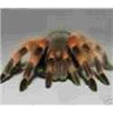Tarantula  Muismat