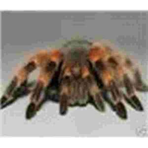 Tarantula  Muismat