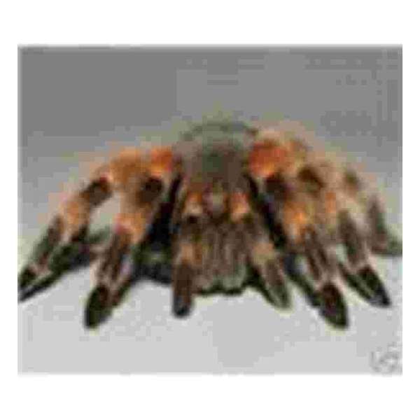Tarantula  Muismat